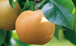 Pear tree