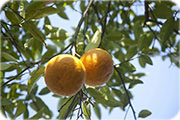 みかん