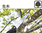 のこぎりで生木を切る