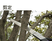 のこぎりで剪定する